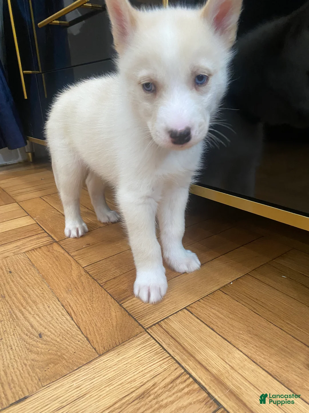 Siberian Husky dogs for sale: Ghost  - Ad 3
