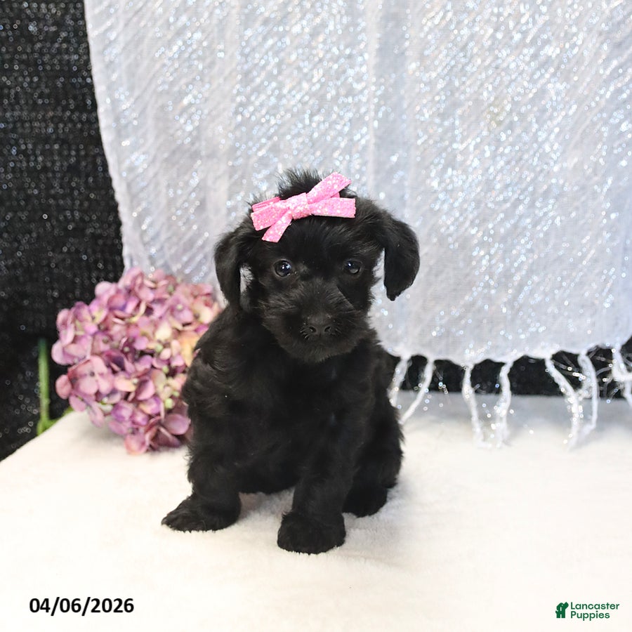 Yorkiepoo dogs Rose  - Ad 1