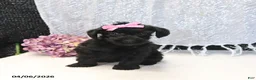 Yorkiepoo dogs for sale: Rose  - Ad 1