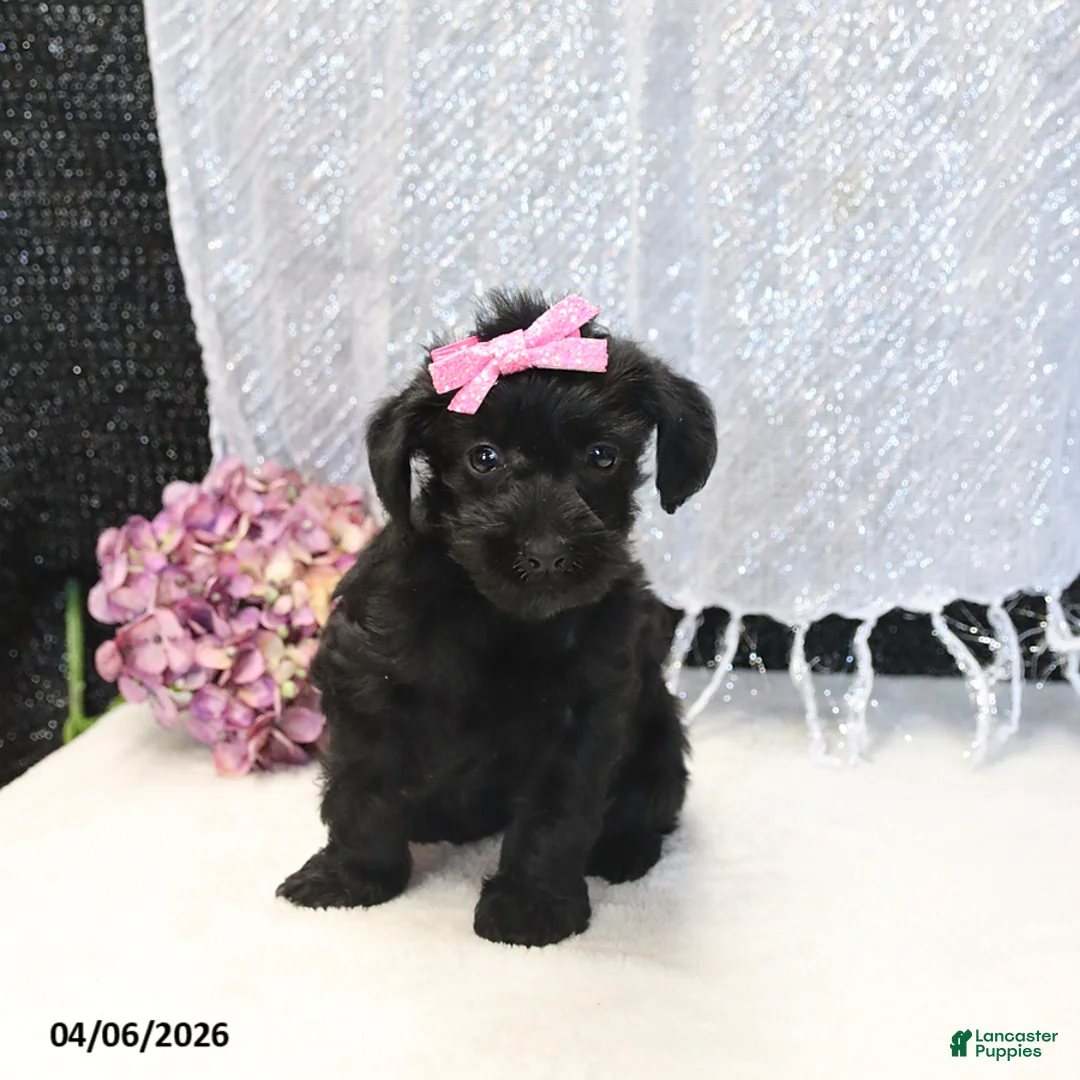 Yorkiepoo dogs for sale: Rose  - Ad 1