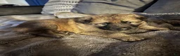 German Shepherd dogs for sale: German Shepherd 4 - Ad 13