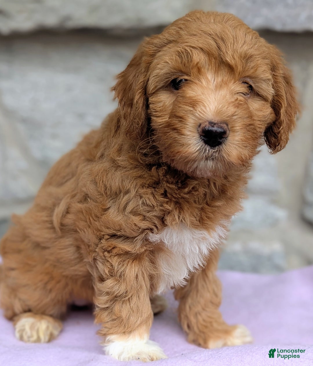 Mini Aussiedoodle dogs for sale: Hazel - Ad 7
