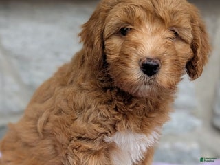 Mini Aussiedoodle dogs - Ad 29