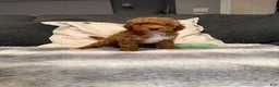 Mini Goldendoodle dogs for sale: Hailey - Ad 2