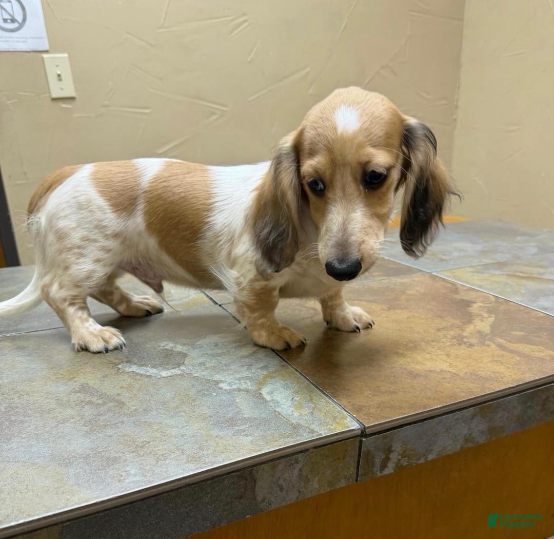 Dachshund dogs for sale: Willy Nelson  - Ad 3