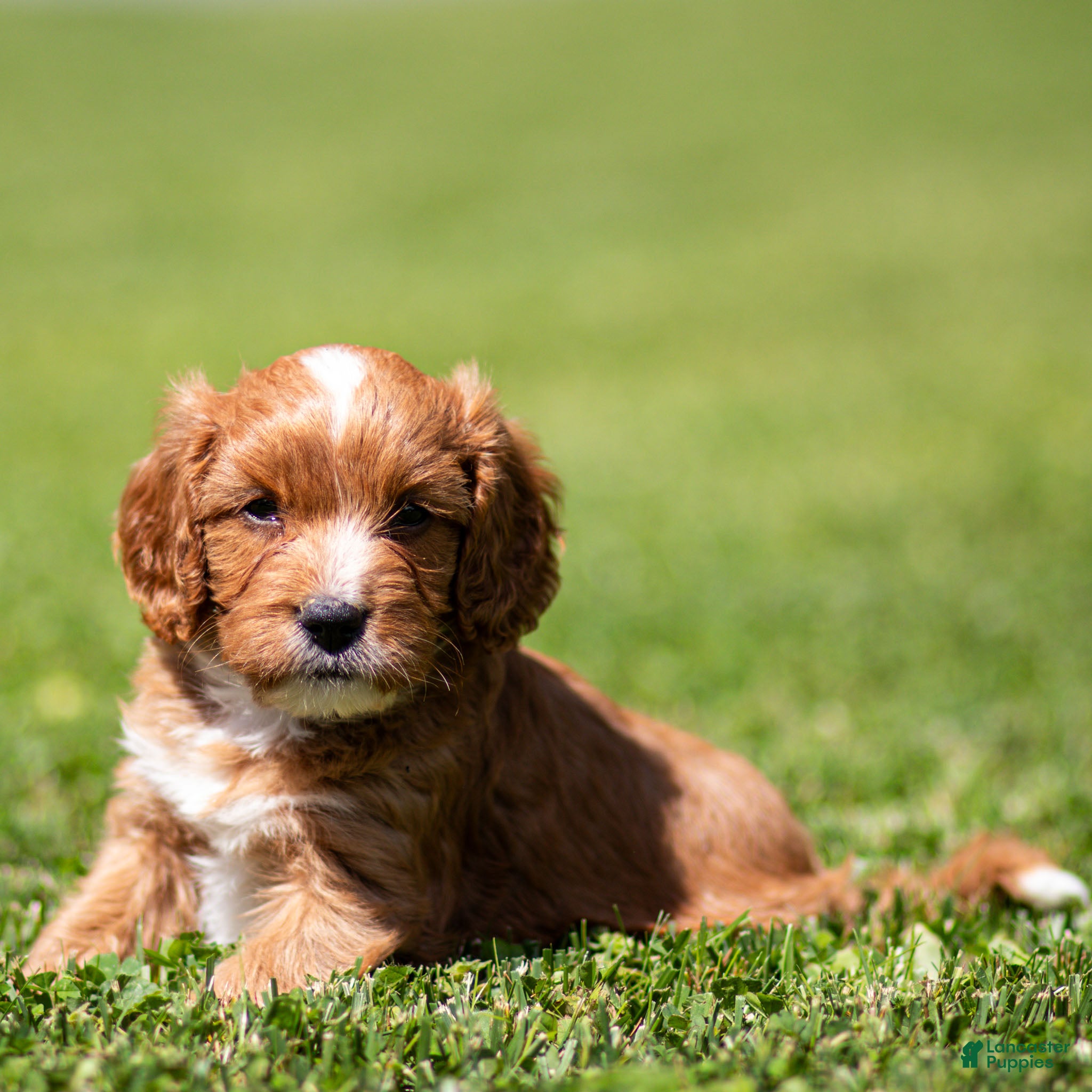 Cavapoo dogs Happy Cavapoo  - Ad 1