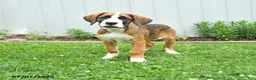 Mixed Breed dogs for sale: Kyla - Ad 2