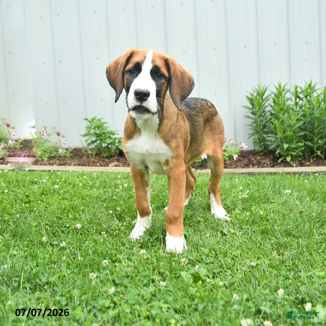 Mixed Breed dogs for sale: Kyla - Ad 2