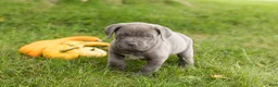Cane Corso dogs for sale: Blue  - Ad 3