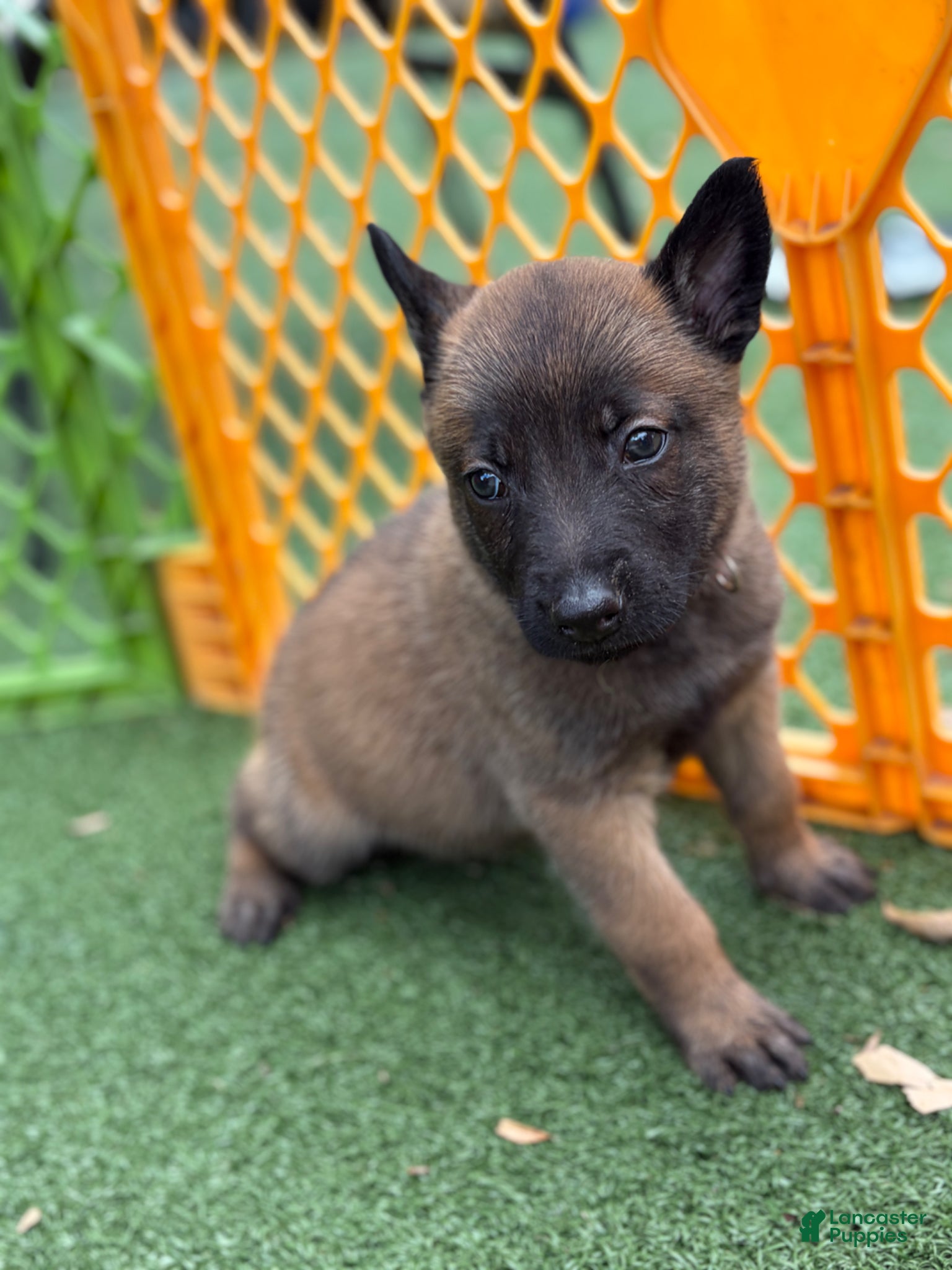 Belgian Malinois dogs Belgian Malinois Puppy 2 - Ad 1