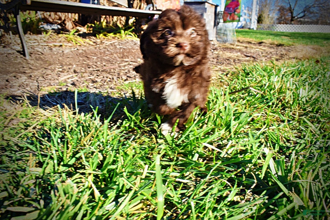 Havapoo dogs for sale: Sassy - Ad 6