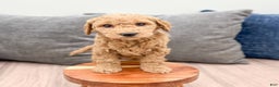 Goldendoodle dogs for sale: Banjo - Ad 8