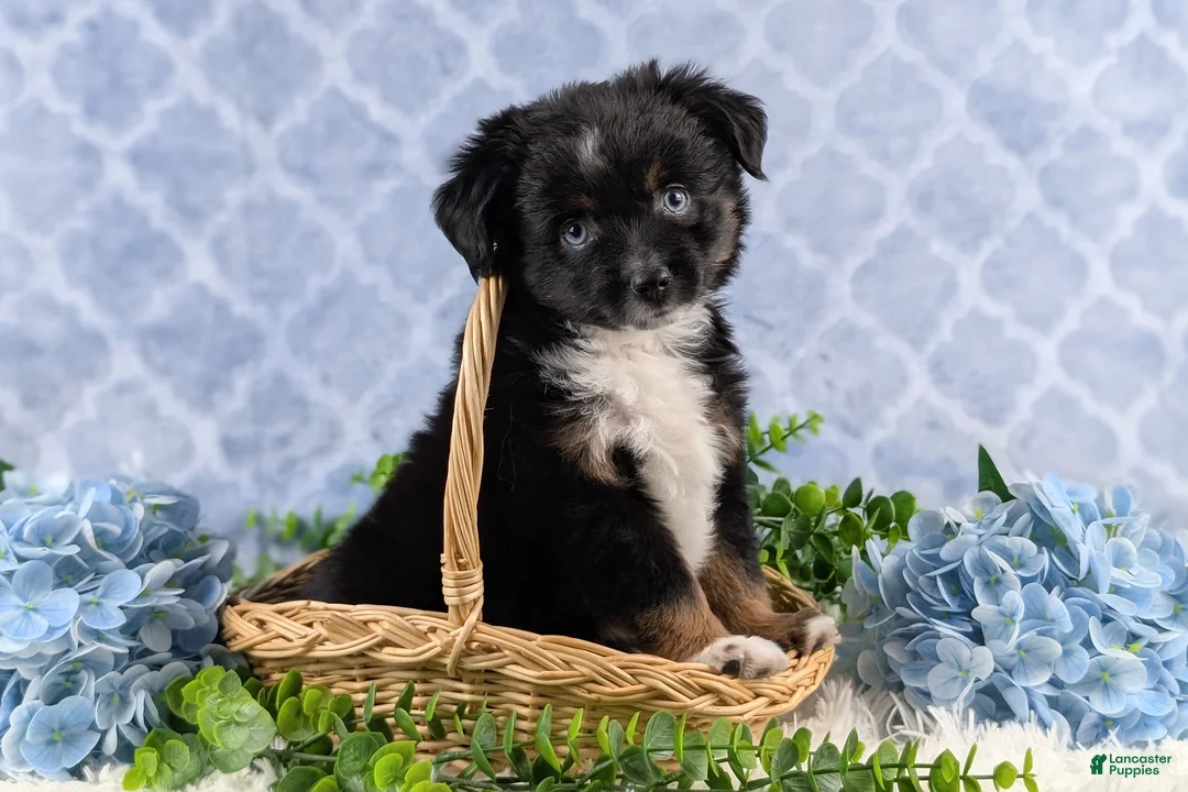 Toy Australian Shepherd dogs for sale: Banjo - Ad 11