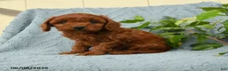 Cavapoo dogs for sale: Hamlet - Ad 3