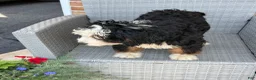 Mixed Breed dogs for sale: Dolly - Ad 10