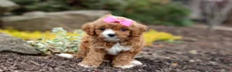 Cavapoo dogs for sale: Taylor - Ad 6