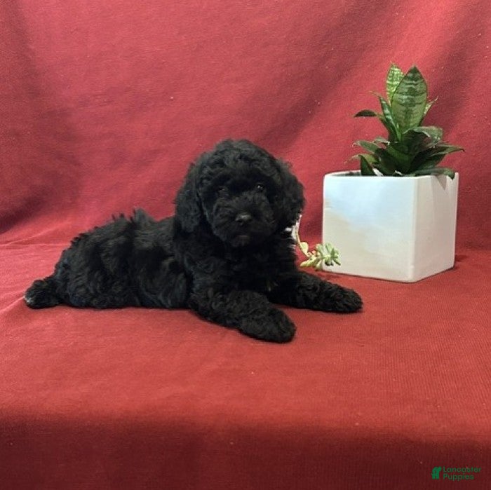 Miniature Poodle dogs for sale: Blacky - Ad 3