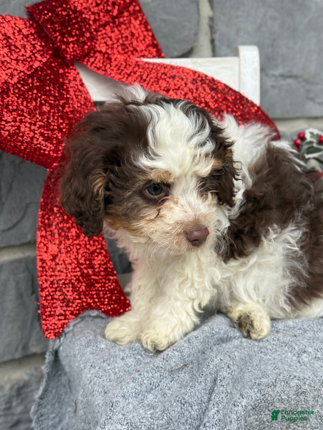Cavapoo dogs for sale: Arlo - Ad 4