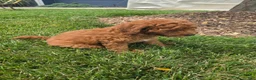Mini Goldendoodle dogs for sale: Bella - Ad 4