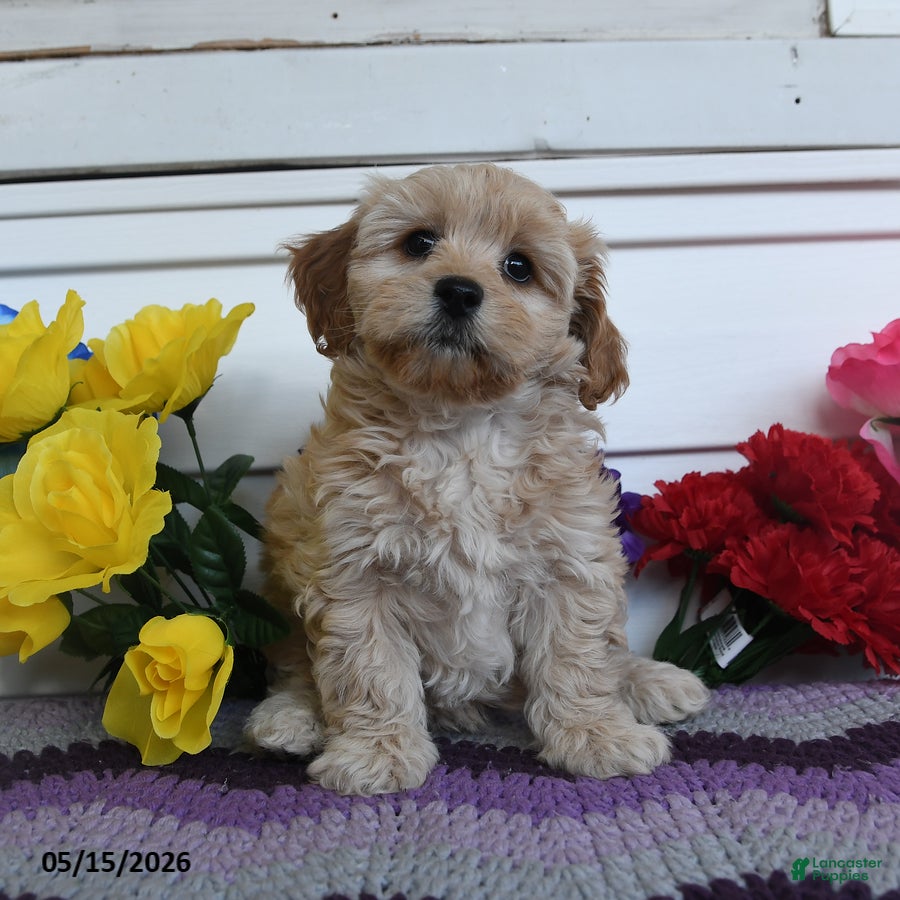 Teddy Bear dogs Kimmy - Ad 1