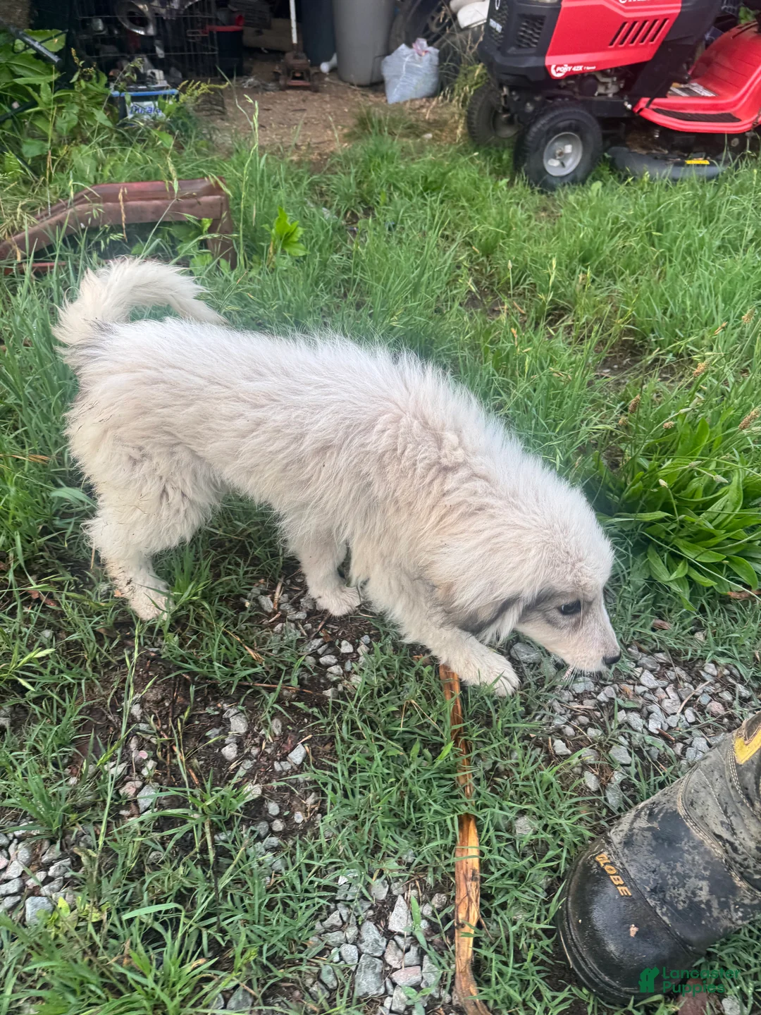 Great Pyrenees dogs for sale: Ruby - Ad 2