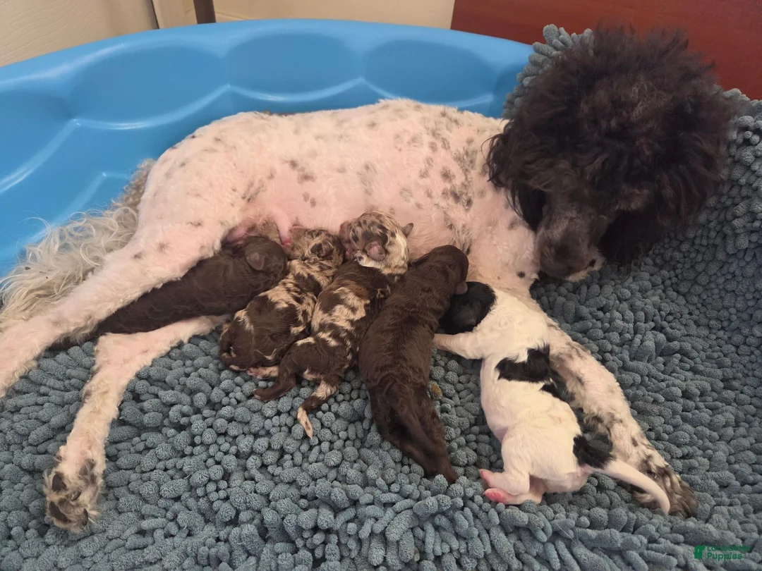 Miniature Poodle dogs for sale: Eclaire aka Claire Bear - Ad 13