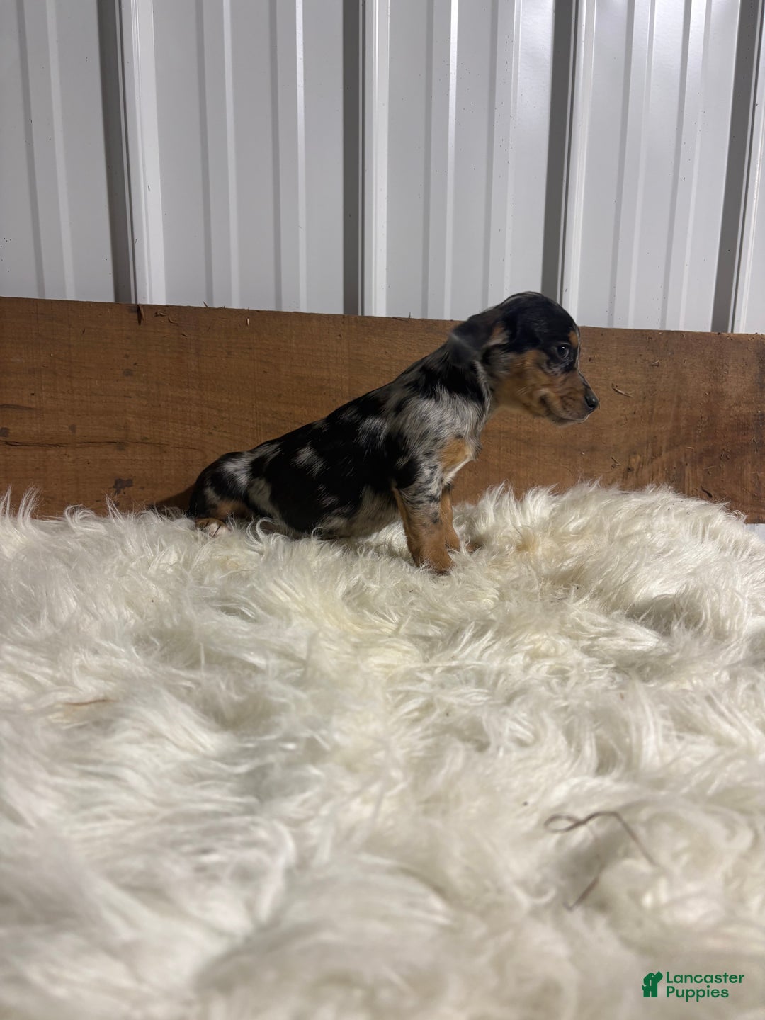Mixed Breed dogs for sale: Mixed Breed Puppy 3 - Ad 2