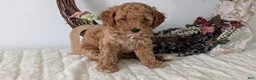 Miniature Poodle dogs for sale: Sienna - Ad 5