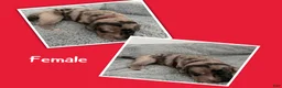 Mixed Breed dogs for sale: Red - Ad 2