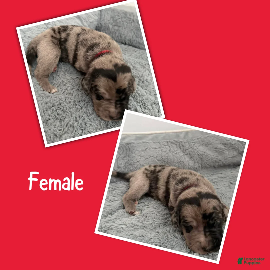 Mixed Breed dogs for sale: Red - Ad 2