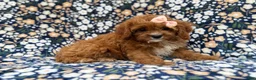 Cavapoo dogs for sale: Biscuitly - Ad 8