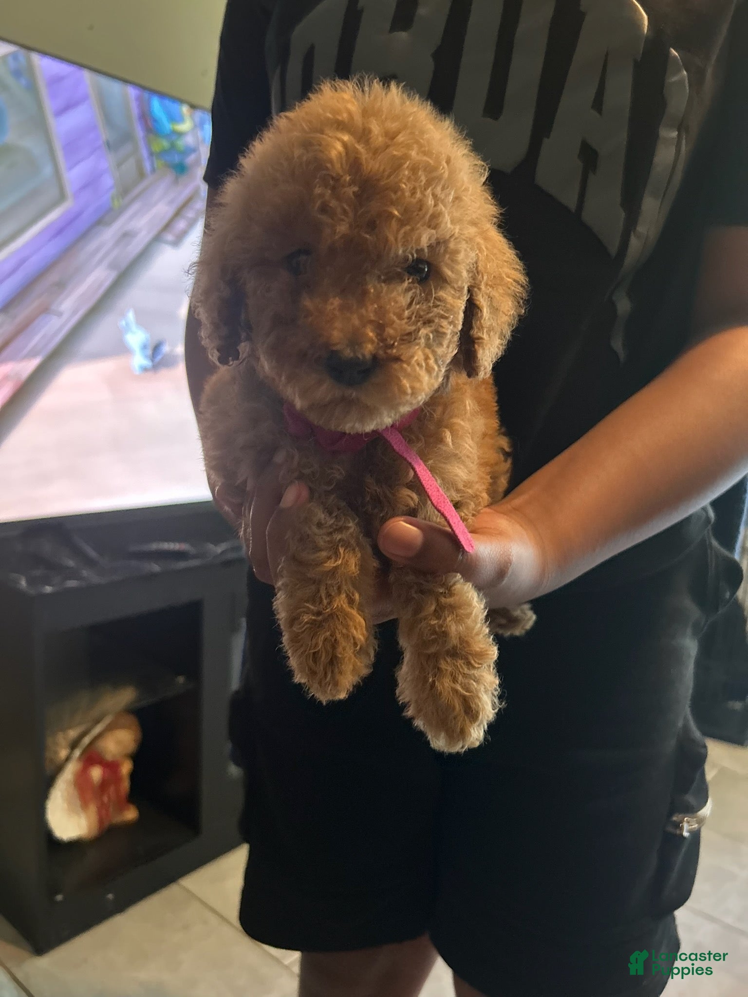 Standard Poodle dogs Pink Girl - Ad 3