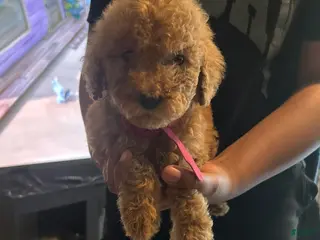 Standard Poodle dogs Pink Girl - Ad 3