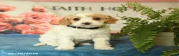 Cavapoo dogs for sale: Marcus - Ad 2