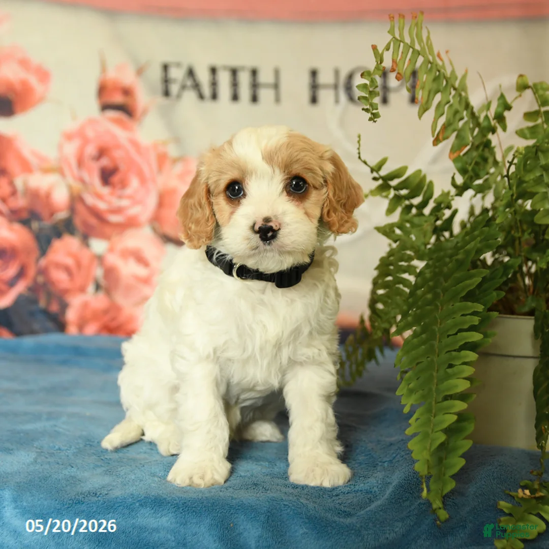 Cavapoo dogs for sale: Marcus - Ad 2
