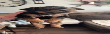 Yorkshire Terrier 2