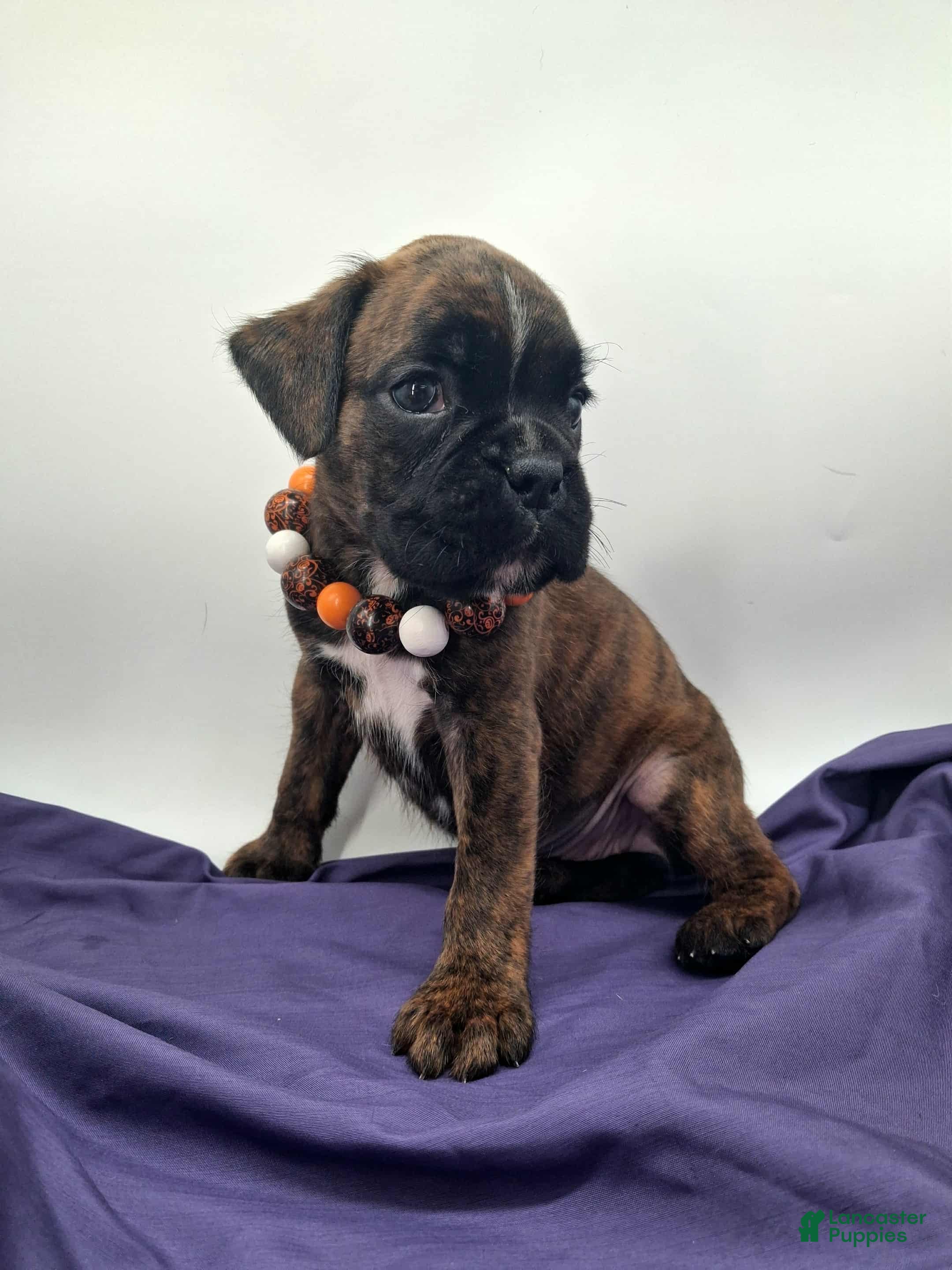 Boxer Puppies for sale in Maryland Lancaster Puppies