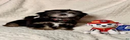 Shih Tzu dogs for sale: "Big boy" Shih Tzu Puppy 1 - Ad 3