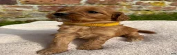 Cavapoo dogs for sale: Katie  - Ad 16