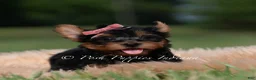 Yorkshire Terrier dogs for sale: Maple - Ad 5