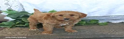 Mini Aussiedoodle dogs for sale: Taffy - Ad 4