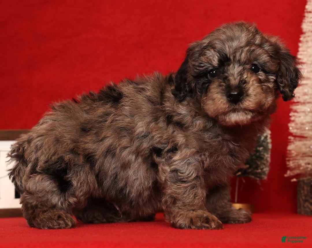 Miniature Poodle dogs for sale: Porter - Ad 5