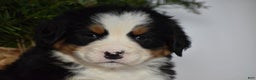 Bernese Mountain Dog dogs for sale: Ember - Ad 10