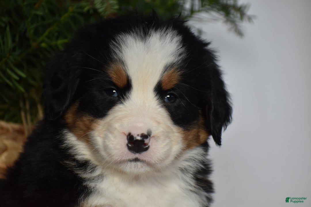 Bernese Mountain Dog dogs for sale: Ember - Ad 10