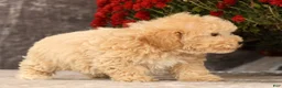 Havapoo dogs for sale: Rex - Ad 9