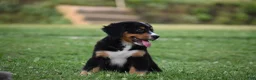 Bernese Mountain Dog dogs for sale: Trevor - Ad 6