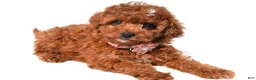 Cavapoo dogs for sale: Annabell - Ad 7