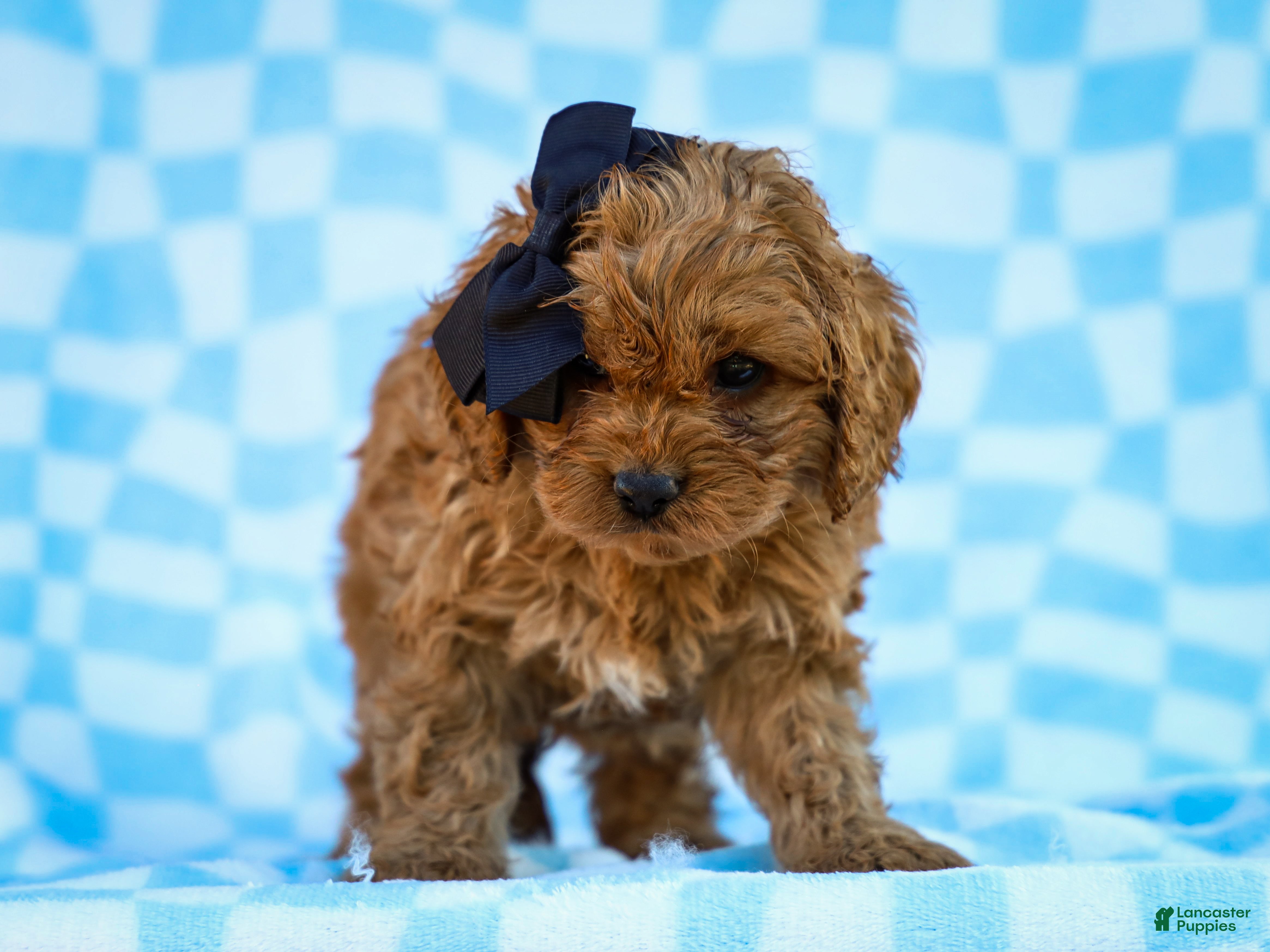Cavapoo dogs for sale: Tucker Cavapoo Pup - Ad 2