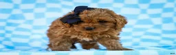 Cavapoo dogs for sale: Tucker Cavapoo Pup - Ad 2
