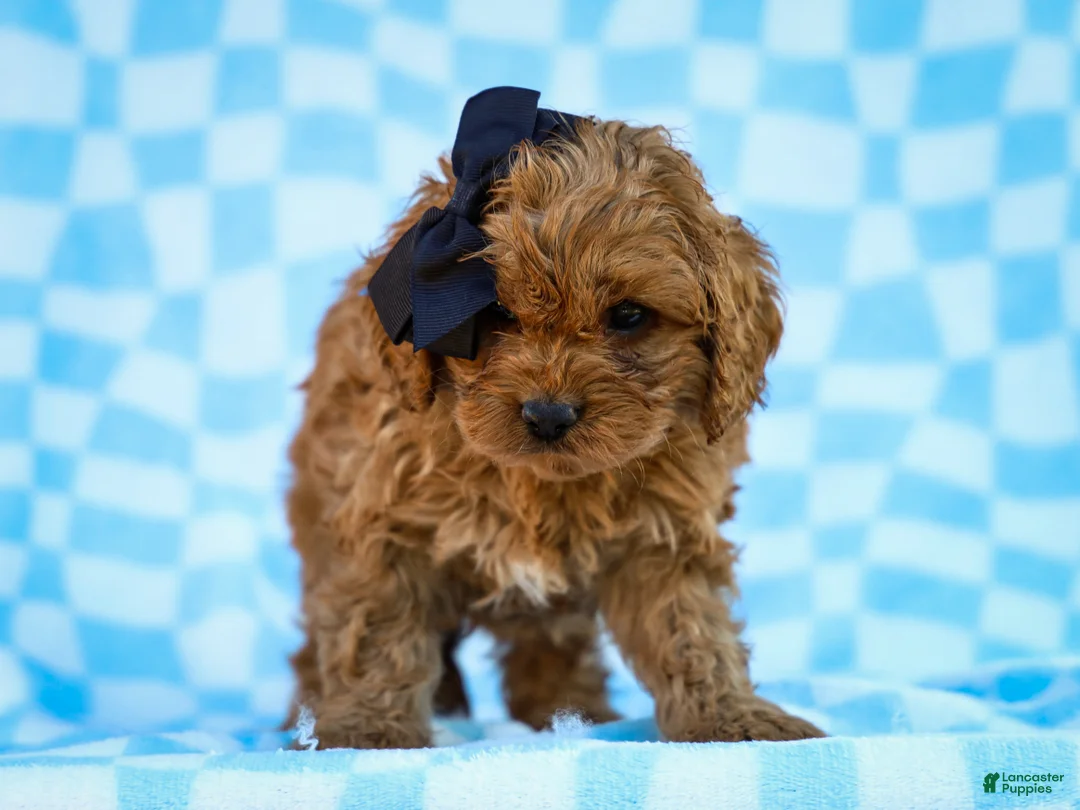 Cavapoo dogs for sale: Tucker Cavapoo Pup - Ad 2